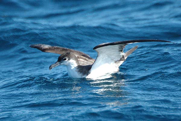 Bullers Shearwater | Puffinus bulleri photo