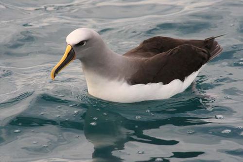 Bullers Albatross | Thalassarche bulleri photo