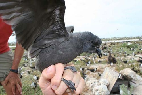 Bulwer's Petrel | Bulweria bulwerii photo