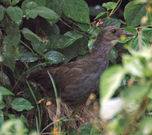 Bush-hen | Amaurornis moluccana photo