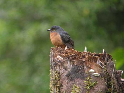 Chestnut-breasted Cuckoo | Cacomantis castaneiventris photo