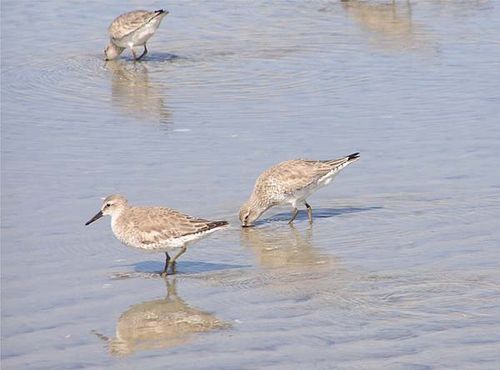 Red Knot | Calidris canutus photo