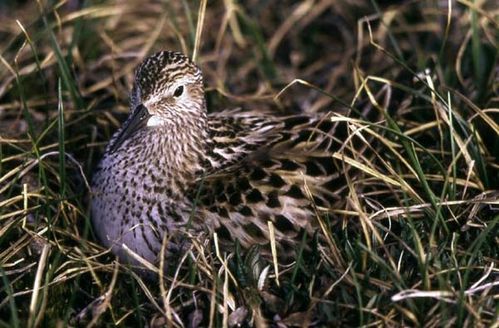 White-rumped Sandpiper | Calidris fuscicollis photo