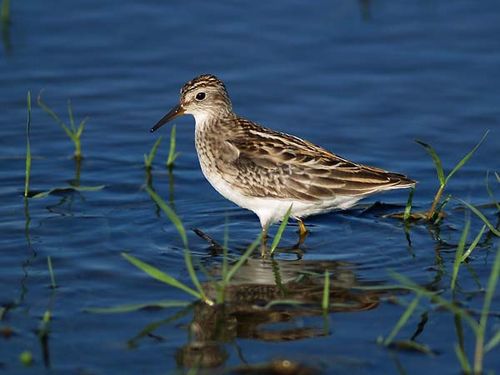 Long-toed Stint | Calidris subminuta photo