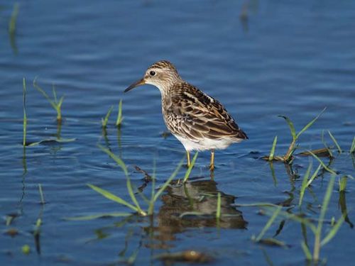 Long-toed Stint | Calidris subminuta photo