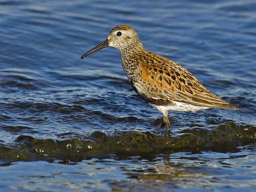 Dunlin | Calidris alpina photo