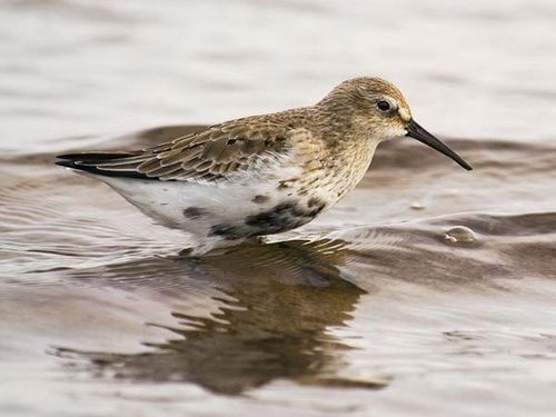 Dunlin | Calidris alpina photo