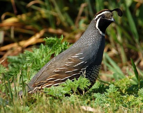 California Quail | Callipepla californica photo