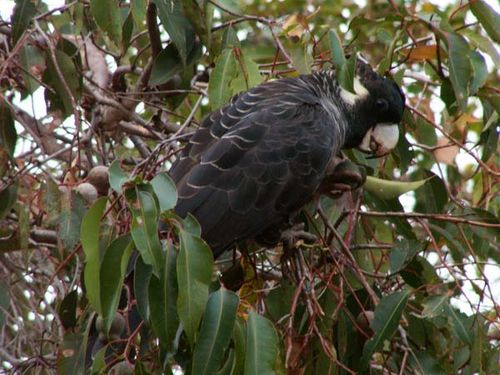 Long-billed Black-Cockatoo | Calyptorhynchus baudinii photo