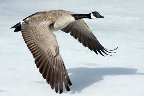 Canada Goose | Branta canadensis photo