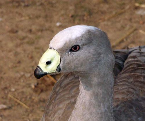 Cape Barren Goose | Cereopsis novaehollandiae photo