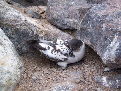 Cape Petrel | Daption capense photo