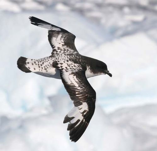 Cape Petrel | Daption capense photo