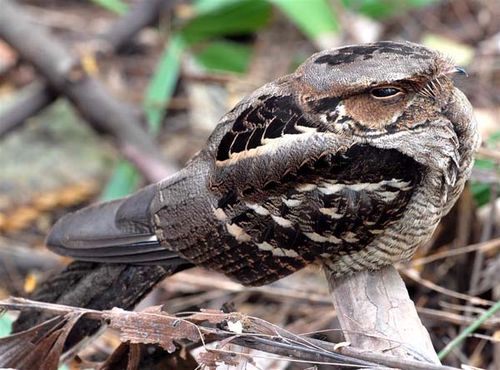 Large-tailed Nightjar | Caprimulgus macrurus photo