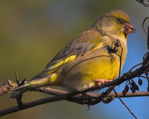 European Greenfinch | Carduelis chloris photo