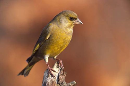 European Greenfinch | Carduelis chloris photo