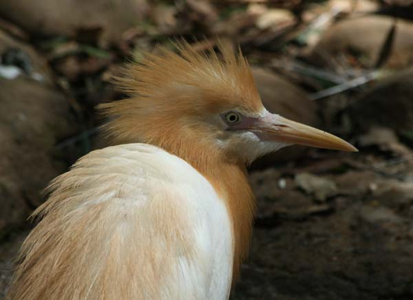 Cattle Egret | Ardea ibis photo