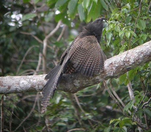 Pheasant Coucal | Centropus phasianinus photo