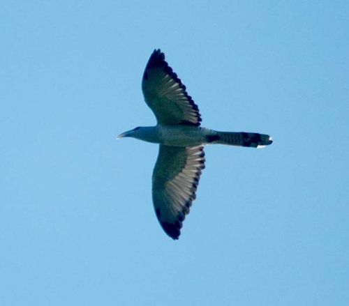Channel-billed Cuckoo | Scythrops novaehollandiae photo