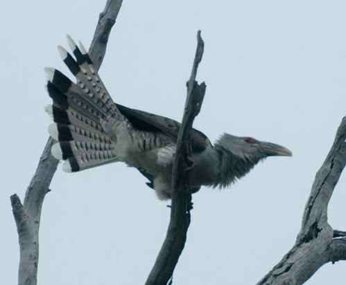 Channel-billed Cuckoo | Scythrops novaehollandiae photo