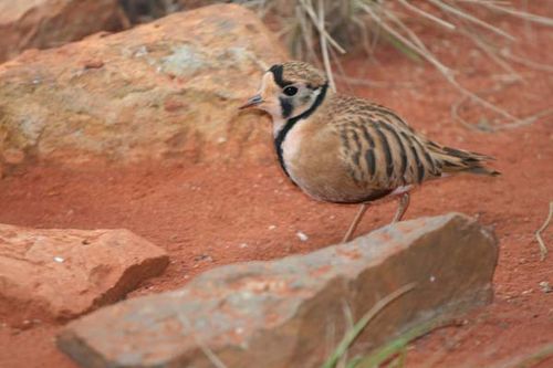 Inland Dotterel | Charadrius australis photo