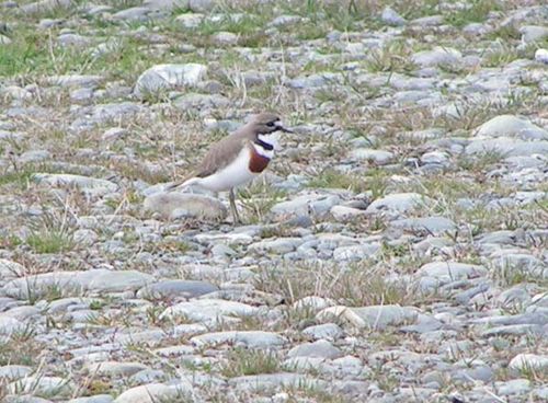 Double-banded Plover | Charadrius bicinctus photo