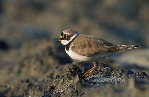 Little Ringed Plover | Charadrius dubius photo