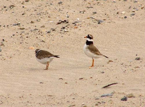 Ringed Plover | Charadrius hiaticula photo