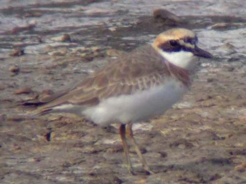 Greater Sand Plover | Charadrius leschenaultii photo