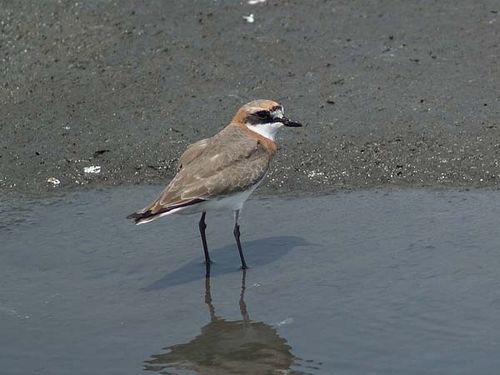 Lesser Sand Plover | Charadrius mongolus photo