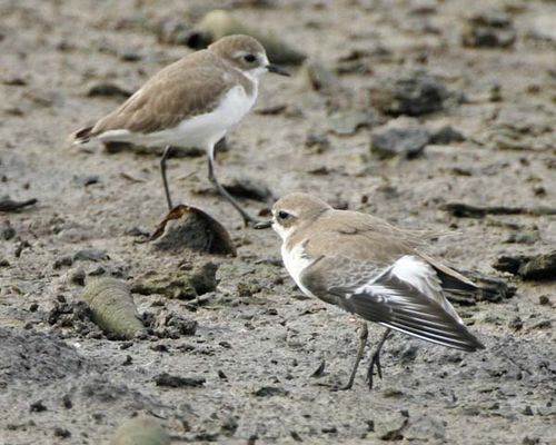 Lesser Sand Plover | Charadrius mongolus photo