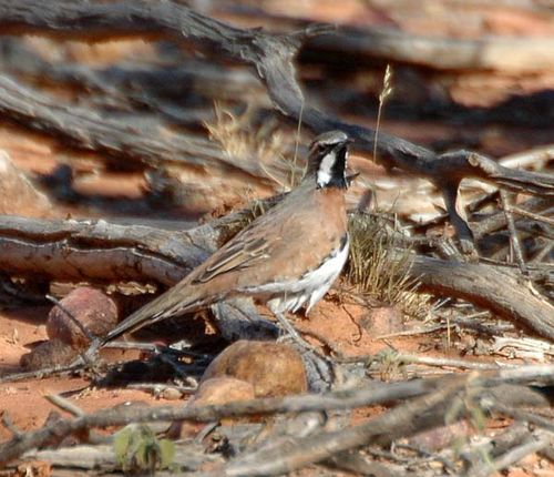 Chestnut-breasted Quail-thrush | Cinclosoma castaneothorax photo