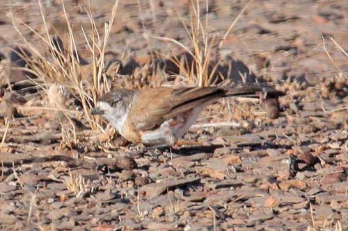 Chestnut-breasted Whiteface | Aphelocephala pectoralis photo