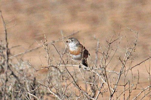 Chestnut-breasted Whiteface | Aphelocephala pectoralis photo