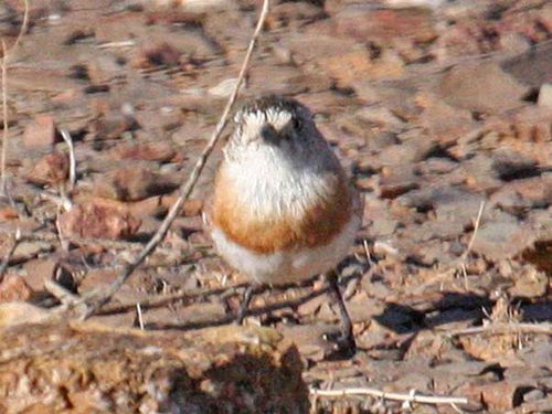 Chestnut-breasted Whiteface | Aphelocephala pectoralis photo