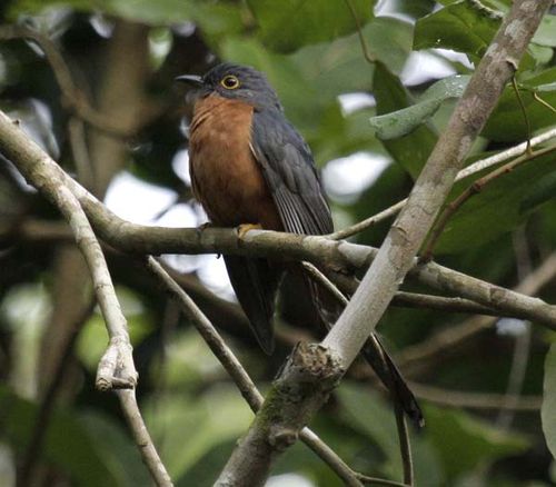 Chestnut-breasted Cuckoo | Cacomantis castaneiventris photo