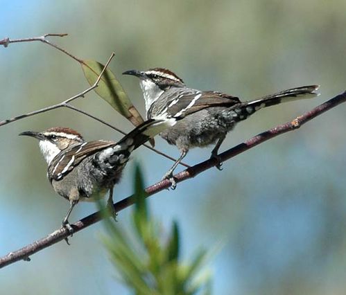 Chestnut-crowned Babbler | Pomatostomus ruficeps photo