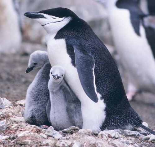 Chinstrap Penguin | Pygoscelis antarcticus photo