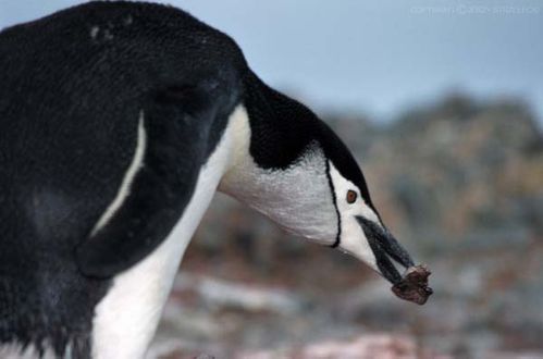 Chinstrap Penguin | Pygoscelis antarcticus photo