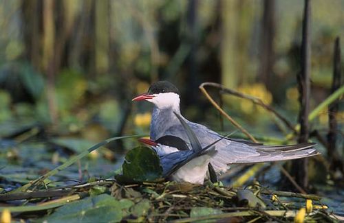 Whiskered Tern | Chlidonias hybridus photo