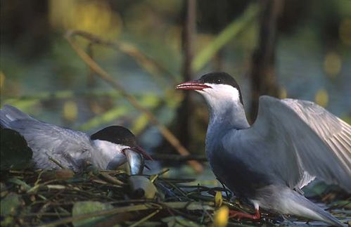 Whiskered Tern | Chlidonias hybridus photo