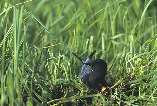 White-winged Black Tern | Chlidonias leucopterus photo