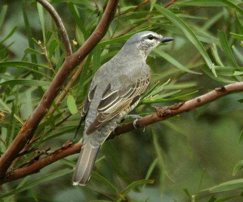 Cicadabird | Coracina tenuirostris photo