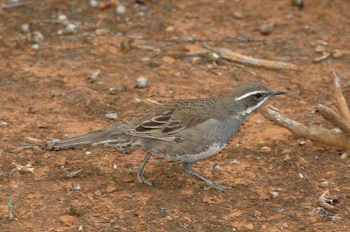 Chestnut Quail-thrush | Cinclosoma castanotus photo