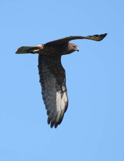 Swamp Harrier | Circus approximans photo