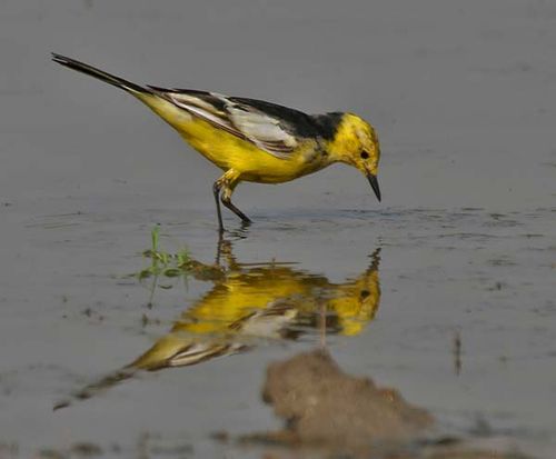 Citrine Wagtail | Motacilla citreola photo