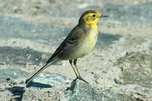 Citrine Wagtail | Motacilla citreola photo