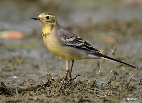 Citrine Wagtail | Motacilla citreola photo