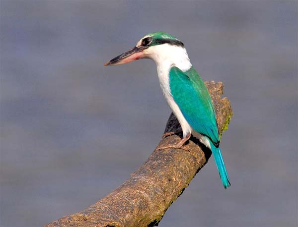 Collared Kingfisher | Todiramphus chloris photo