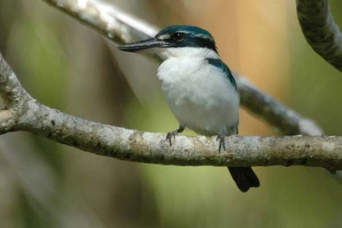 Collared Kingfisher | Todiramphus chloris photo